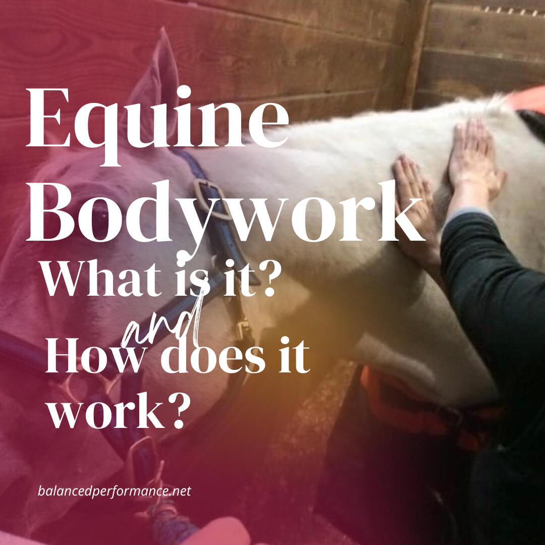 Hands massaging a horse