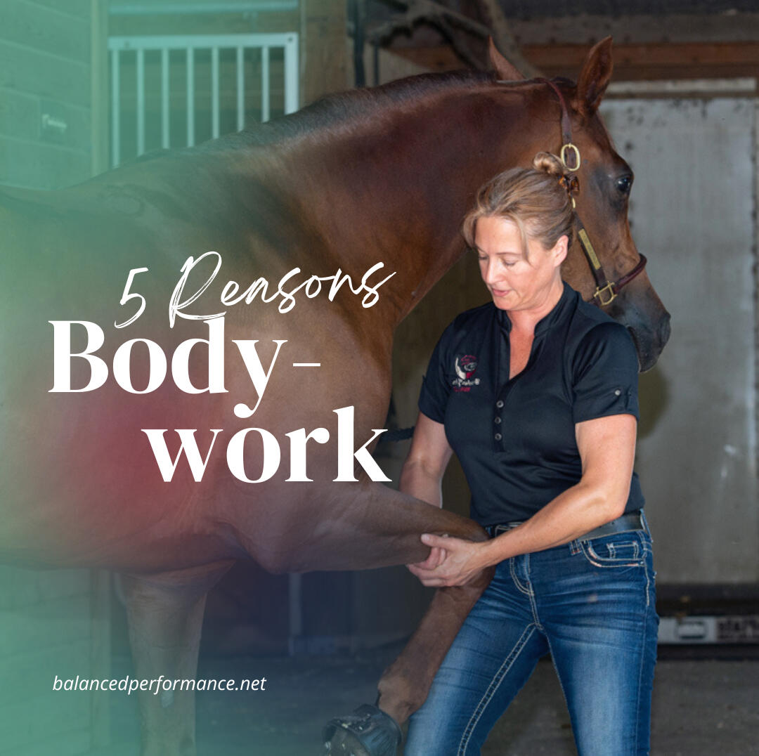 Gretchen Johnson massaging horse leg